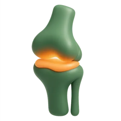 Articulación de rodilla: fémur y tibia con el cartílago que amortigua el movimiento